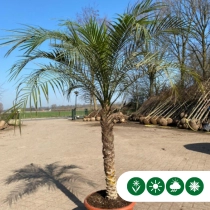 Dwergdadelpalm  200 cm