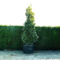 Magnolia grandiflora solitair #81