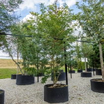 Gele valse Christusdoorn meerstammig #1