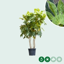 Vingerplant meerstammig