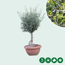 Olijfboom decoschaal