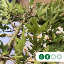 Oosterse plataan leiboom 220 cm