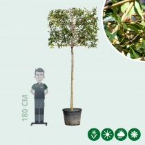 Glansmispel leiboom volgroeid