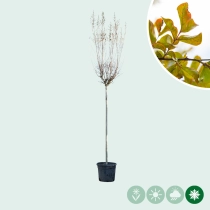 Gewone Lagerstroemia