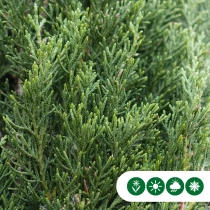 Italiaanse cipresboom 'Totem' 200 cm