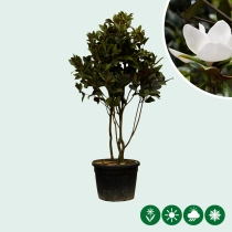 Magnolia grandiflora meerstammig