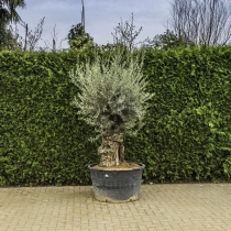 Olijfboom 'Bonsai' #94