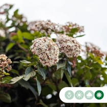 Sneeuwbal meerstammig