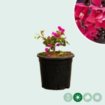 Bougainvillea glabra ‘ Fucsia’ struik