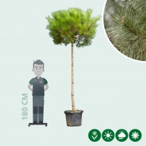 Parasolden hoogstam