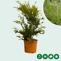 Lampenpoetser Callistemon 'Captain Cook'