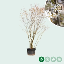 Krentenboom meerstammig