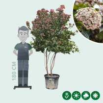 Sneeuwbal meerstammig