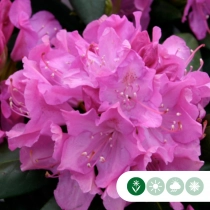 Rhododendron Roseum elegans