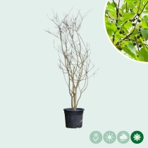 Netelboom meerstammig