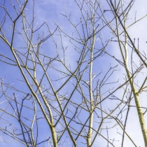 Amerikaanse eik meerstammig #36