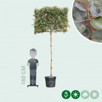 Olijfwilg leiboom volgroeid