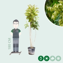 Chinese vernisboom meerstammig