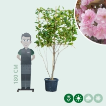 Japanse sierkers leiboom meerstammig