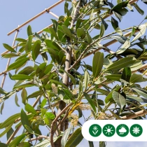 Leilaurier 200 cm volgroeid