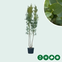 Eucalyptus meerstammig