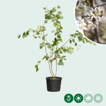 Krentenboom meerstammig