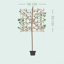 Witte Himalaya berk leiboom 100 cm