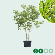 Netelboom meerstammig