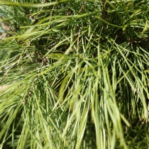 Grove den bonsai pompon #79