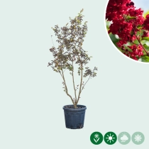 Lagerstroemia Indica 'Dynamite' meerstammig