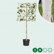 Witte Himalaya berk leiboom 100 cm