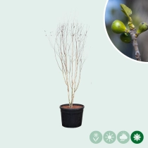 Witte berk meerstammig