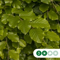 Groene beukenhaag per meter dubbele rij