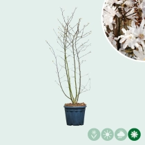 Magnolia stellata meerstammig
