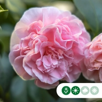 Camellia roze meerstammig
