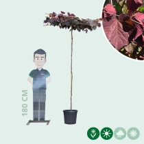 Judasboom 'Ruby Falls' dakboom