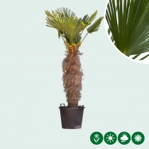 Wagner palm 120 cm stamhoogte