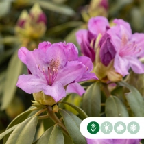 Rhododendron Catawbiense grandiflorum XXL