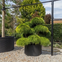 Schijncipres 'Bonsai' #114