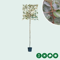 Olijfwilg leiboom 220 cm