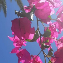 Bougainvillea  glabra 'Alexandra'