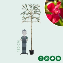 Oleander leiboom