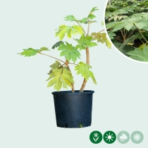 Chinese rijstpapier plant 40 cm