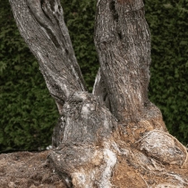 Olijfboom 'Serrana' #67