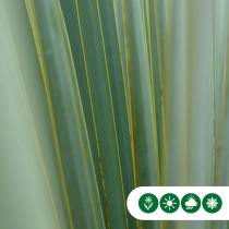 Yucca rostrata palmlelie