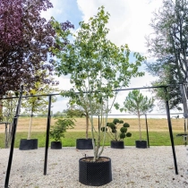 Grijze streepjesbast esdoorn #109