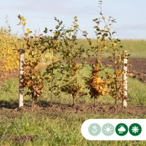 Groene beukenhaag per meter enkele rij