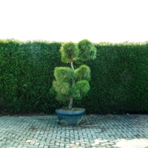 Grove den bonsai pompon #79