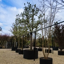 Perenboom Conference hoogstam #20