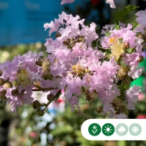 Indische sering 'Muskogee'